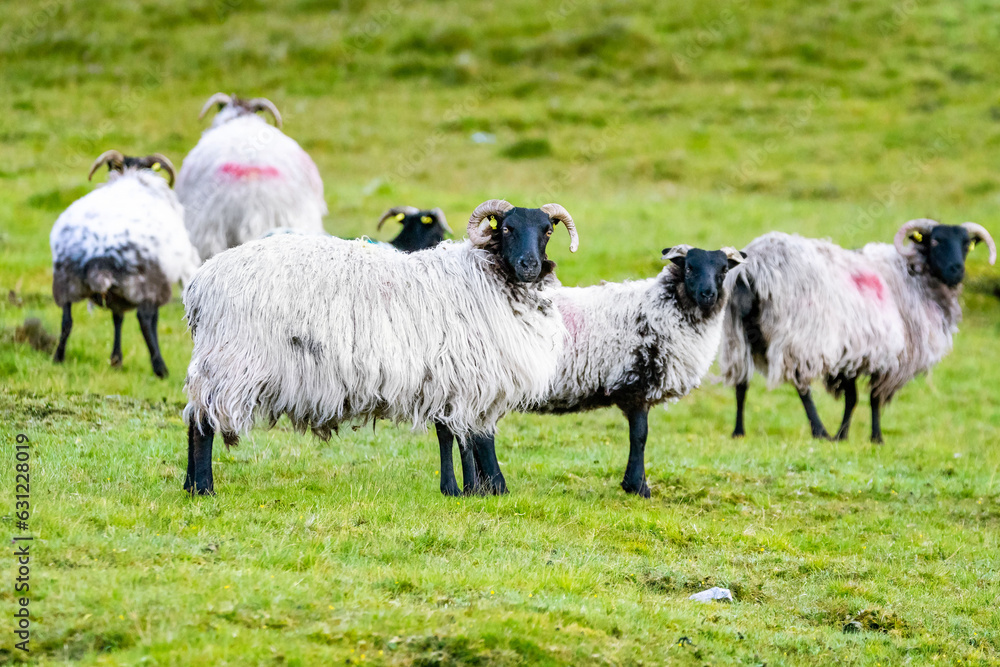 Fototapeta premium Sheep herd on emerald grass hill close up