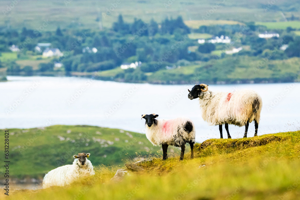 Fototapeta premium Scenic view on sheep near the lake with green hills landscape