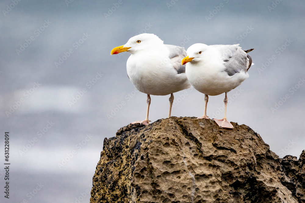 Pair of cute seagulls on the roak at the sea close up Pair of cute seagulls on the roak at the sea close up