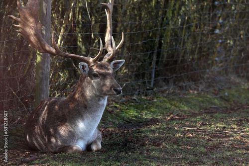 Deer at the edge of the forest © leomalsam