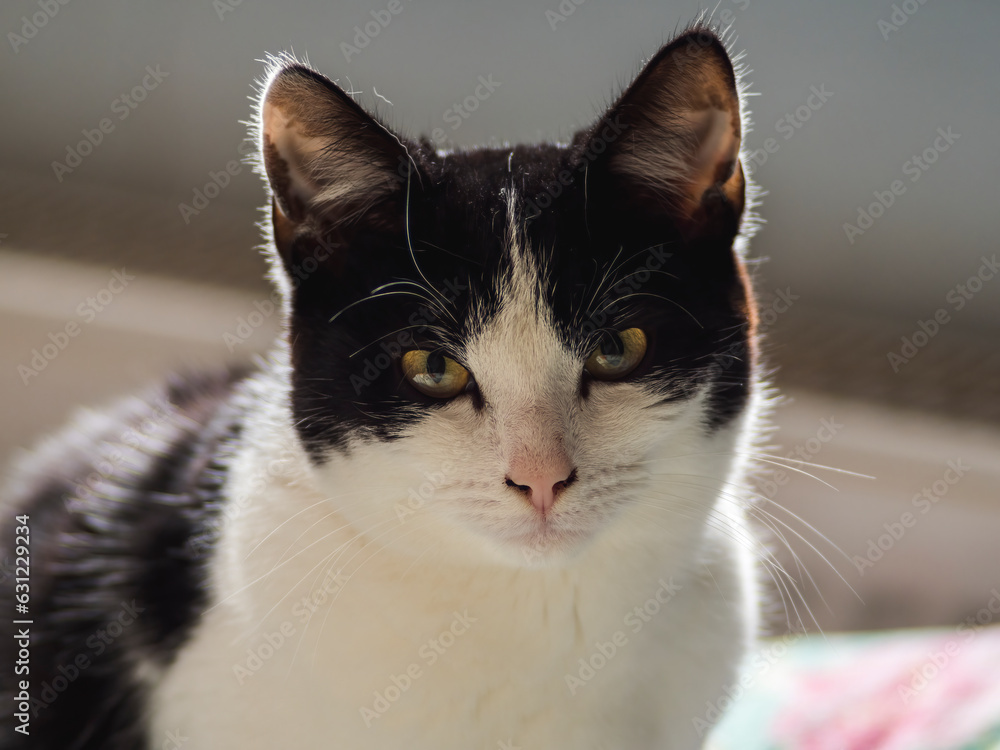 one young black and white domestic cat (Felis catus) looks cute