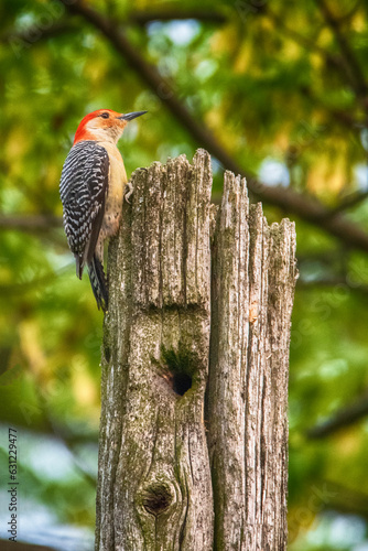 Red Bellied Woodpecker on the Hunt for Insects