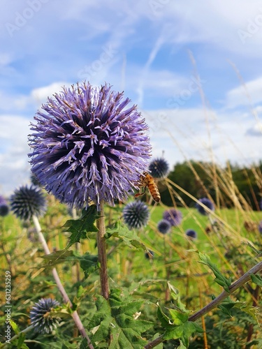 thistle and bee