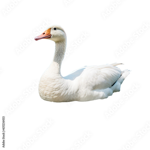 White goose swimming in a mountain park, isolated on a turquoise background.