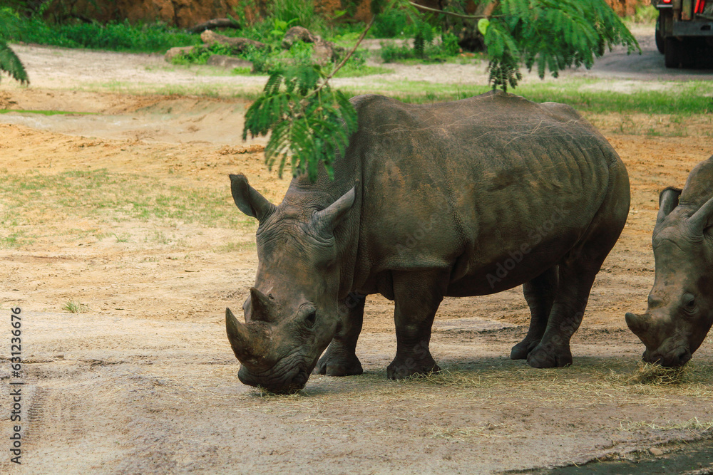 Obraz premium Rhinoceros