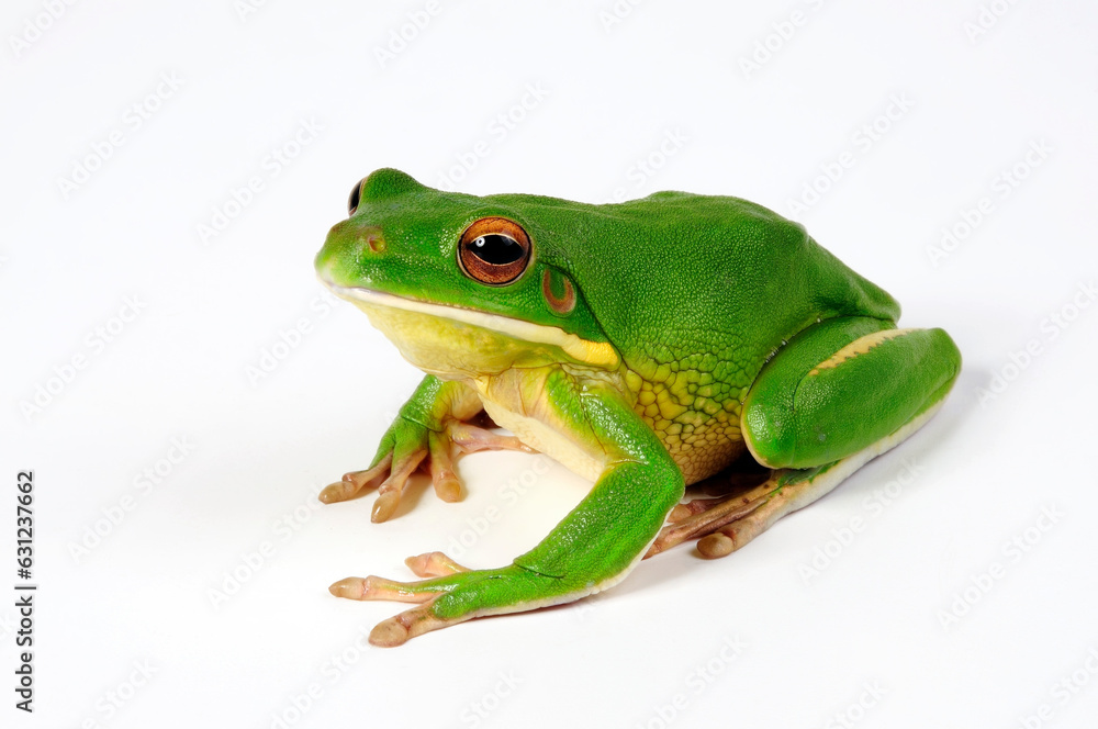 White-lipped tree frog // Neuguinea-Riesenlaubfrosch (Nyctimystes infrafrenatus / Litoria infrafrenata) White-lipped tree frog // Neuguinea-Riesenlaubfrosch (Nyctimystes infrafrenatus / Litoria infrafrenata)