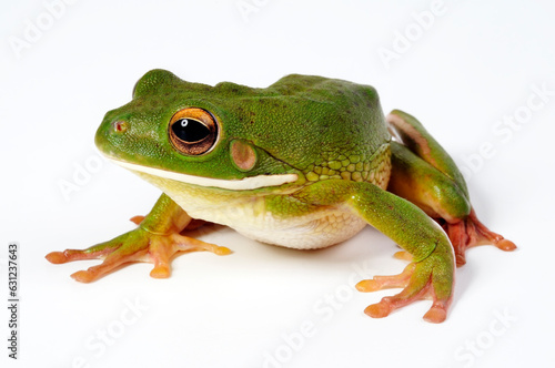 White-lipped tree frog // Neuguinea-Riesenlaubfrosch (Nyctimystes infrafrenatus / Litoria infrafrenata)