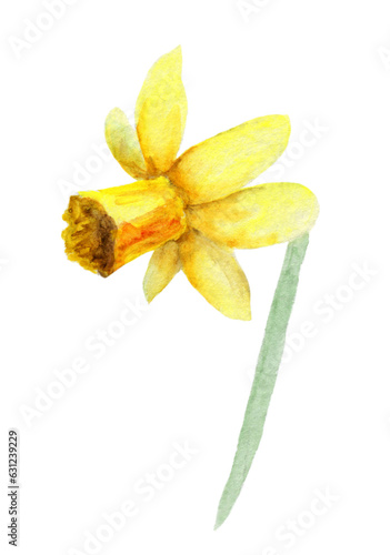 Yellow daffodil watercolor illustration on white background. Blooming flower. Flora  botany.  For printing on a postcard  textile  packaging  stickers.
