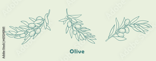 Olive, olive branch , logo , doodle ,line art,  olive tree ,sketch, drawing, vector illustration, olives, package logo