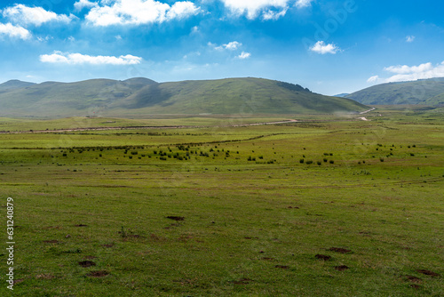 herd of sheep on a hill © murattellioglu