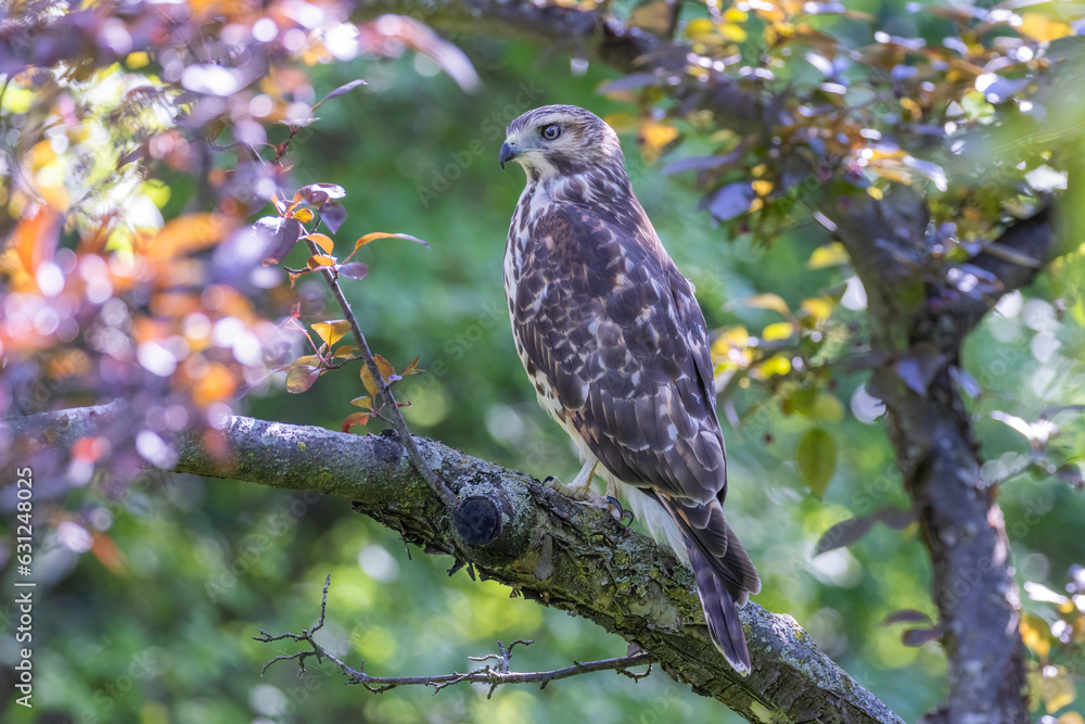 red-shouldered hawk (Buteo lineatus) juvenile in summer red-shouldered hawk (Buteo lineatus) juvenile in summer