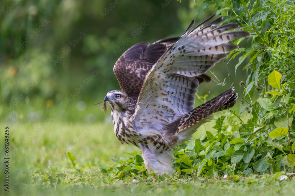 Fototapeta premium red-shouldered hawk juvenile take off