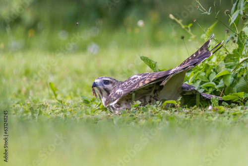 red-shouldered hawk juvenile feeding with grasshoppers © Mircea Costina
