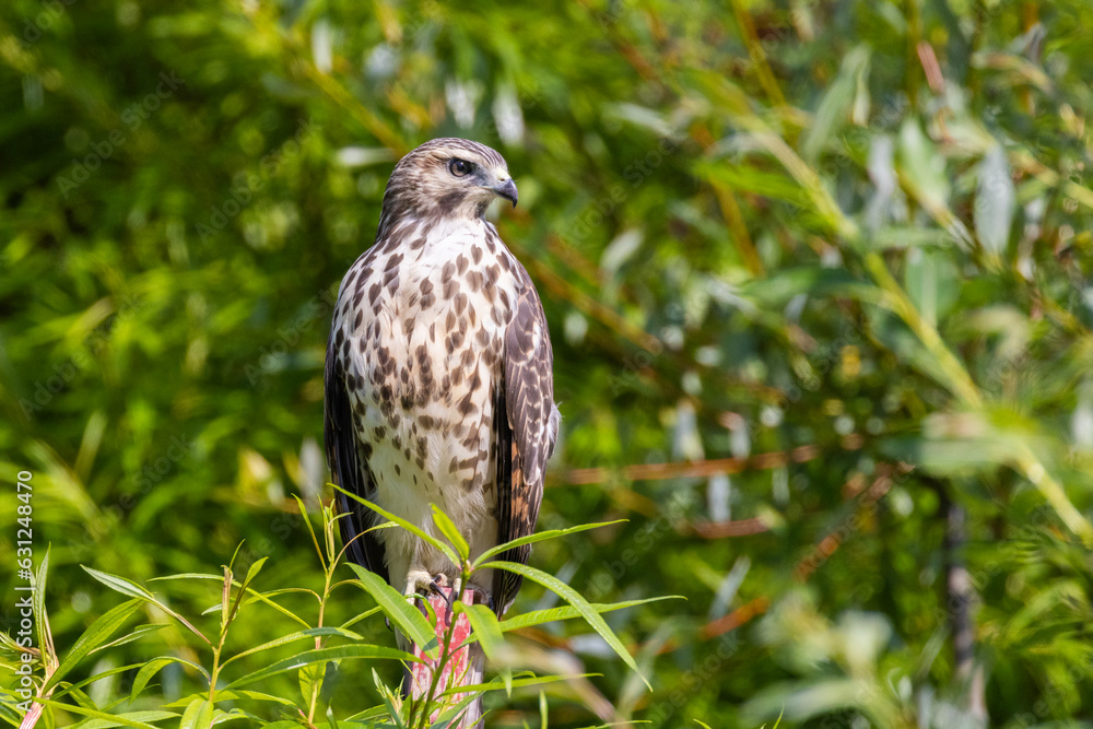 red-shouldered hawk (Buteo lineatus) juvenile in summer red-shouldered hawk (Buteo lineatus) juvenile in summer