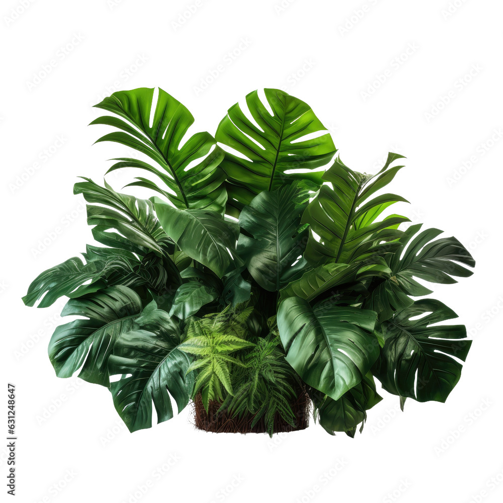 Isolated tropical jungle plant with clipping path.