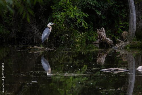 Obraz na plátně great blue heron (Ardea herodias)