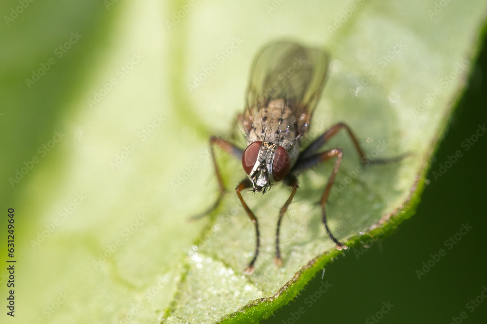Fototapeta premium Tachinid fly looking for prey, macro shot