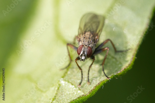 Tachinid fly looking for prey, macro shot  © Mircea Costina
