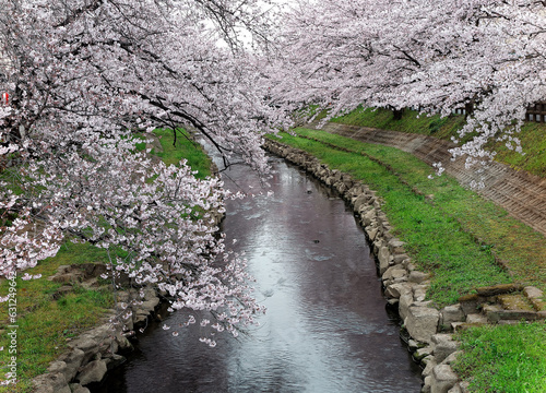 Canvas Print Beautiful archway of pink cherry blossom trees ( Sakura Namiki ) on the river ba