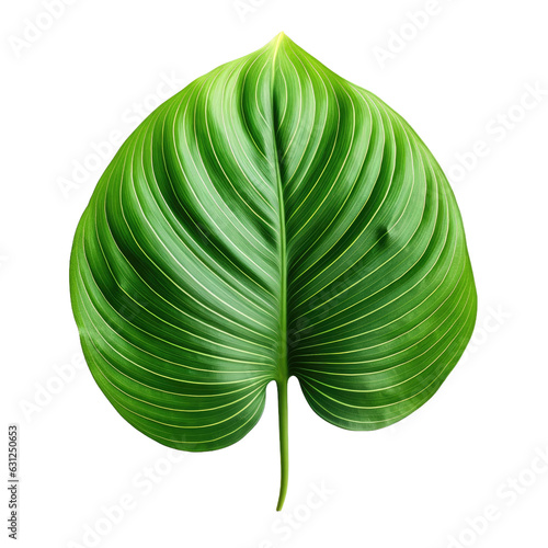 Tropical foliage plant with green leaves isolated on transparent backround. photo