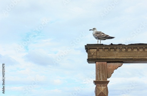 resting seagull