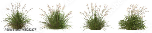 Fotografering Set of Libertia formosa plant with isolated on transparent background