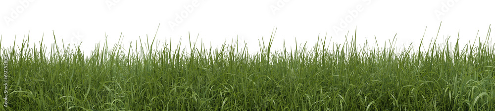 Fresh grass field in nature, meadow in springtime, Tropical forest isolated on transparent background - PNG file, 3D rendering illustration for create and design or etc Fresh grass field in nature, meadow in springtime, Tropical forest isolated on transparent background - PNG file, 3D rendering illustration for create and design or etc
