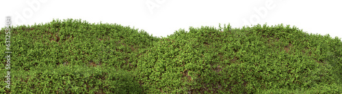 Evergreen plants grow on the mound in rainy season with isolated on transparent background - PNG file, 3D rendering illustration for create and design or etc photo
