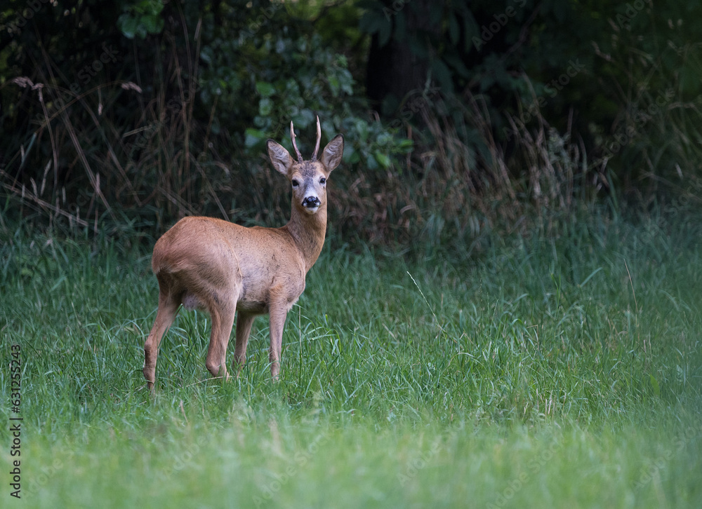 Rehbock im Wald Rehbock im Wald