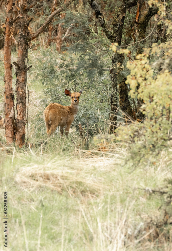 Obraz premium Klipspringer Antelope in the forest