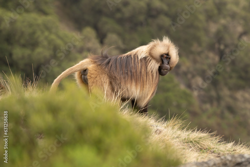 ethiopia gelada apes