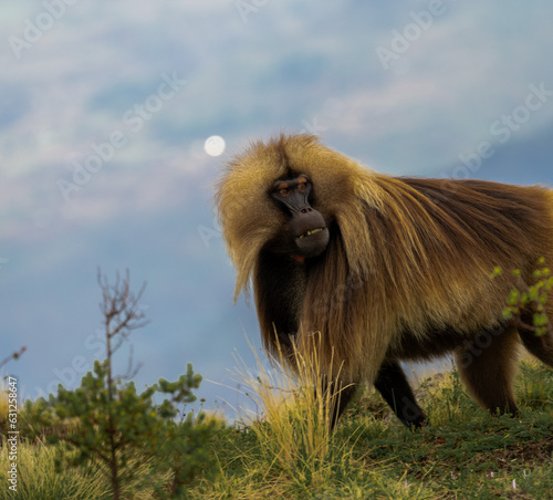 ethiopia gelada apes