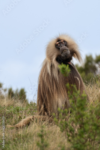 ethiopia gelada apes