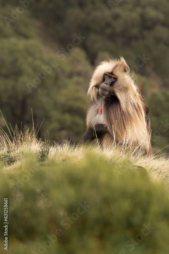 ethiopia gelada apes