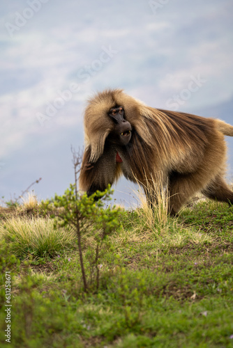 ethiopia gelada apes