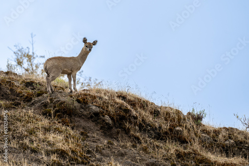 Klipspringer Antelope