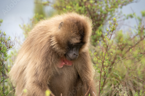 gelada monkey eating