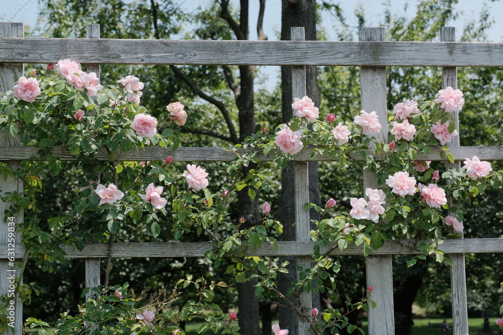 Fototapeta premium flowers in the garden