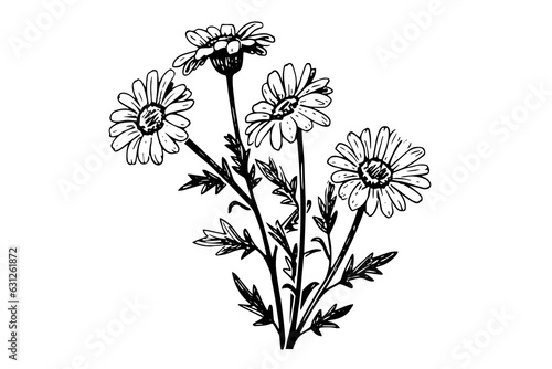 Hand drawn chamomile ink sketch. Daisy flower engraving vector illustration.
