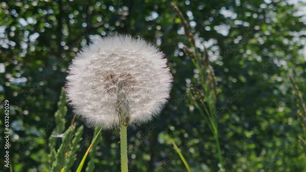 Single dandelion with seeds ready to spread on a sunny morning Single dandelion with seeds ready to spread on a sunny morning