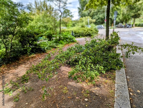 Sturmschaden, Äste eines Baums sind auf die Straße gestürzt