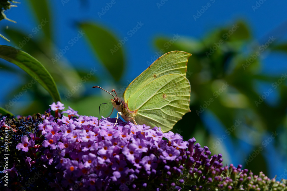 Obraz premium Sucking Butterfly on a Lilac 