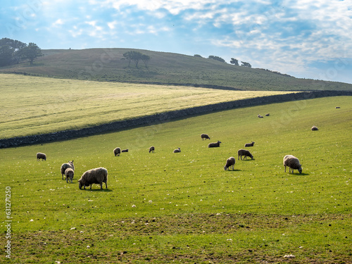 Sheeps grazing near St Abbs Head, Scotland