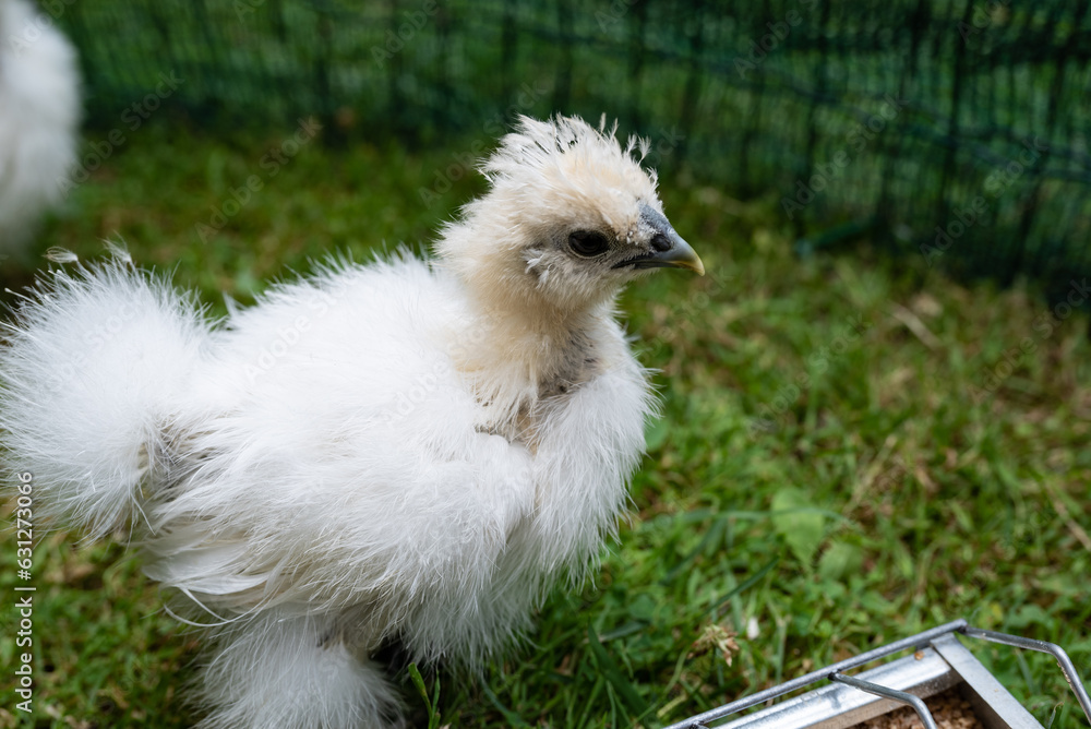 Fototapeta premium A moroseta chick on the grass. This strong breed is unique.