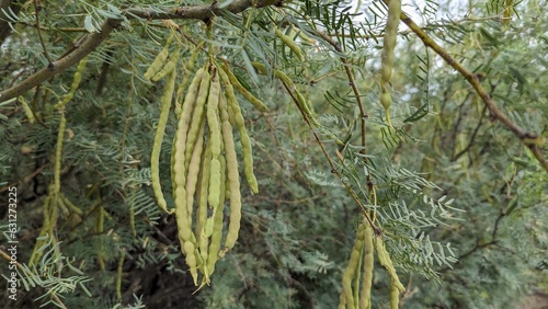 Foto A bundle of green unripe edible mesquite bean pods on a Honey Mesquite Tree in t