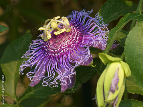 Close Up of a flowering purple passion flower. photo