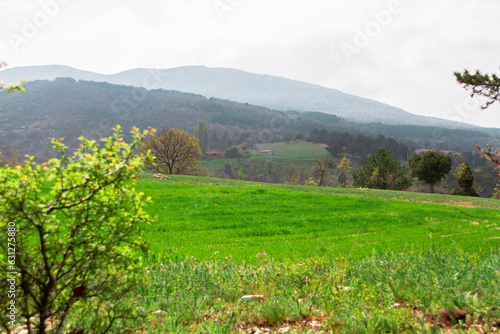 landscape with trees