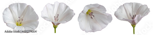 Photography Field bindweed flowers ( Convolvulus arvensis ) isolated on transparent background