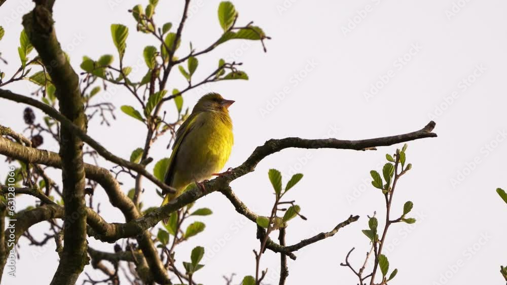 A male European greenfinch or simply the greenfinch (Chloris chloris) singing in the top of a tree in the evening light A male European greenfinch or simply the greenfinch (Chloris chloris) singing in the top of a tree in the evening light