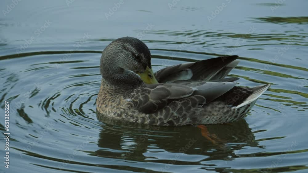 Duck in Slow motion. Duck cleans its feathers. Duck close-up. Duck in wildlife on a river. Duck in Slow motion. Duck cleans its feathers. Duck close-up. Duck in wildlife on a river.